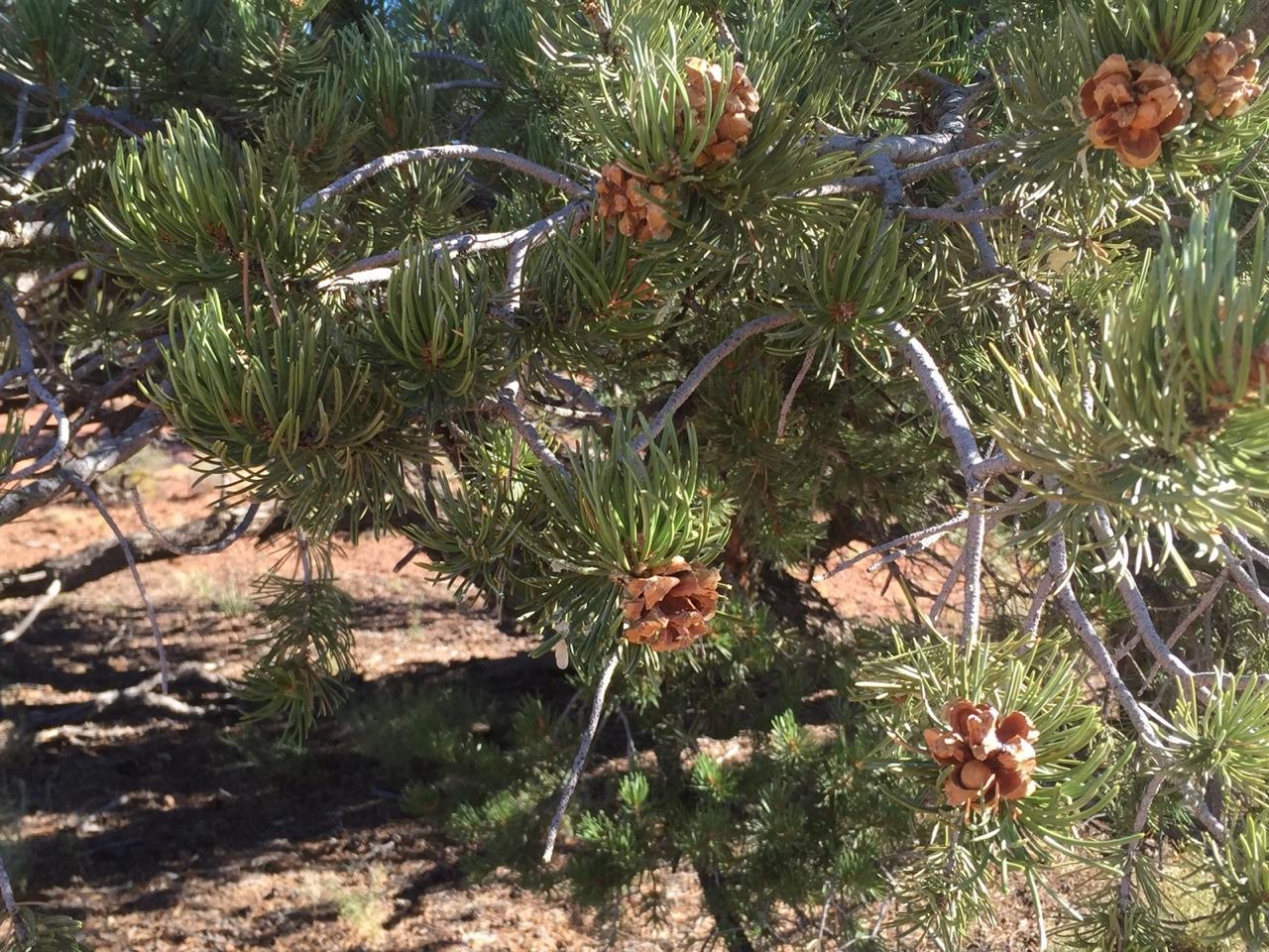 Pinyon-Juniper Forests: The Language of Trees