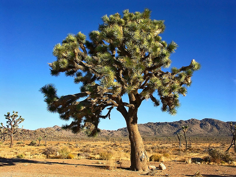 only Joshua trees