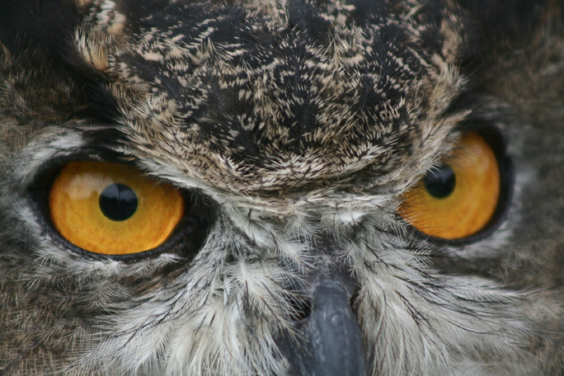 Layla and the Owl’s Eyes: Ecopsychology and Being Human