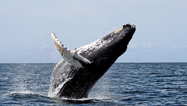 Plastic Whales, Humpback Whales, and Babysitting in the Anthropocene