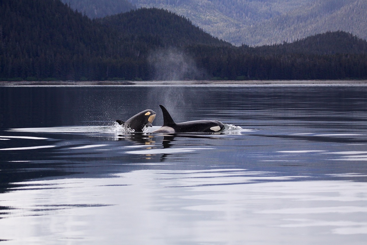 Fighting for the Rights of Southern Resident Orcas